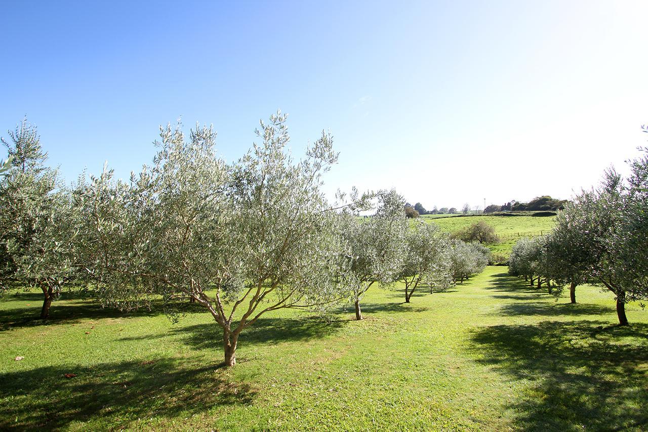 Ohaupo Olives B&B 외부 사진